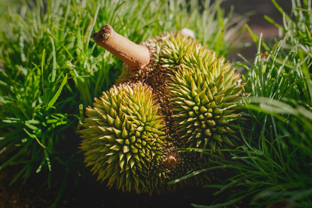 Trái sầu riêng