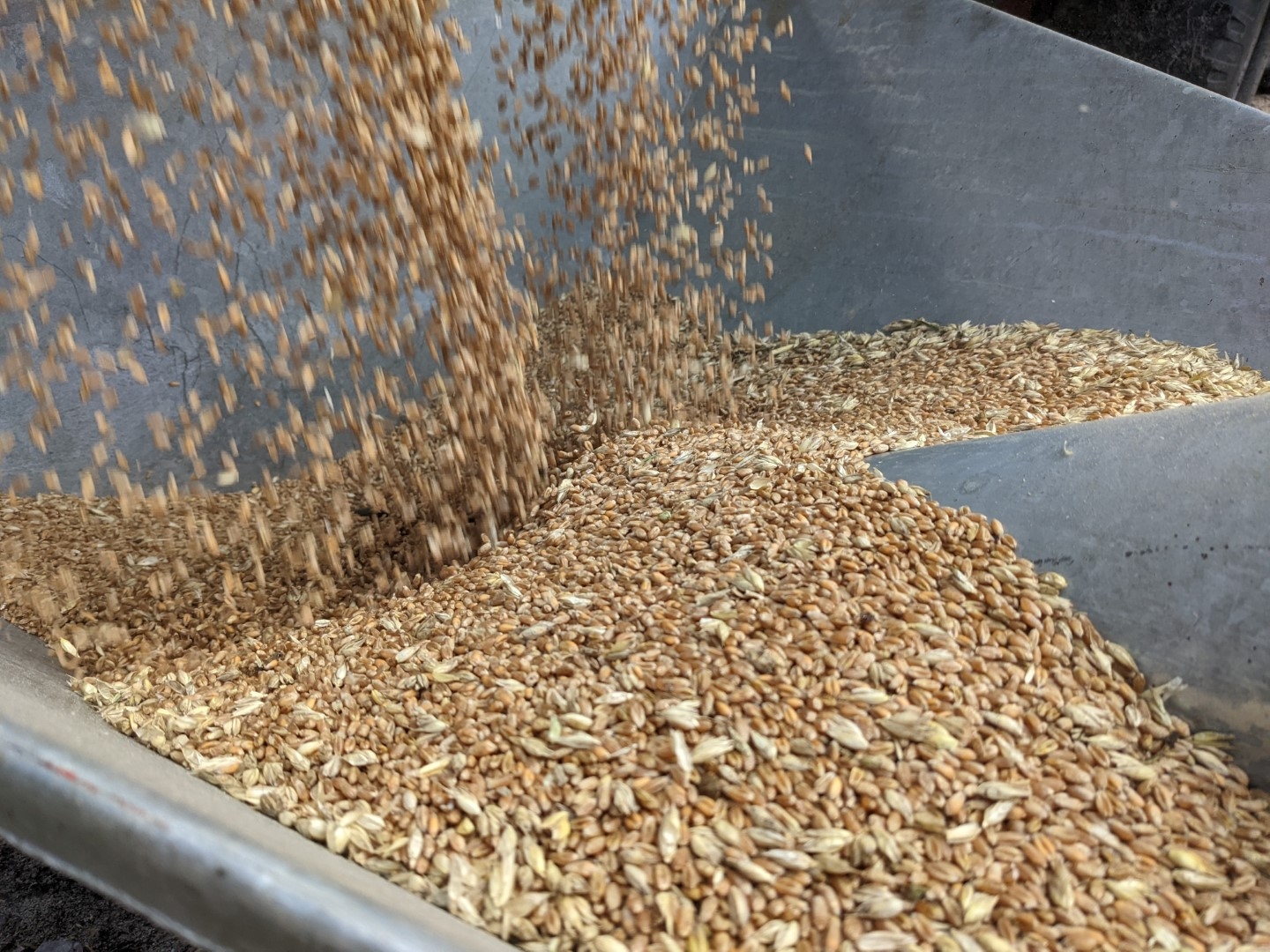 Hạt giống hữu cơ là gì? So sánh hạt giống hữu cơ và hạt giống thông thường