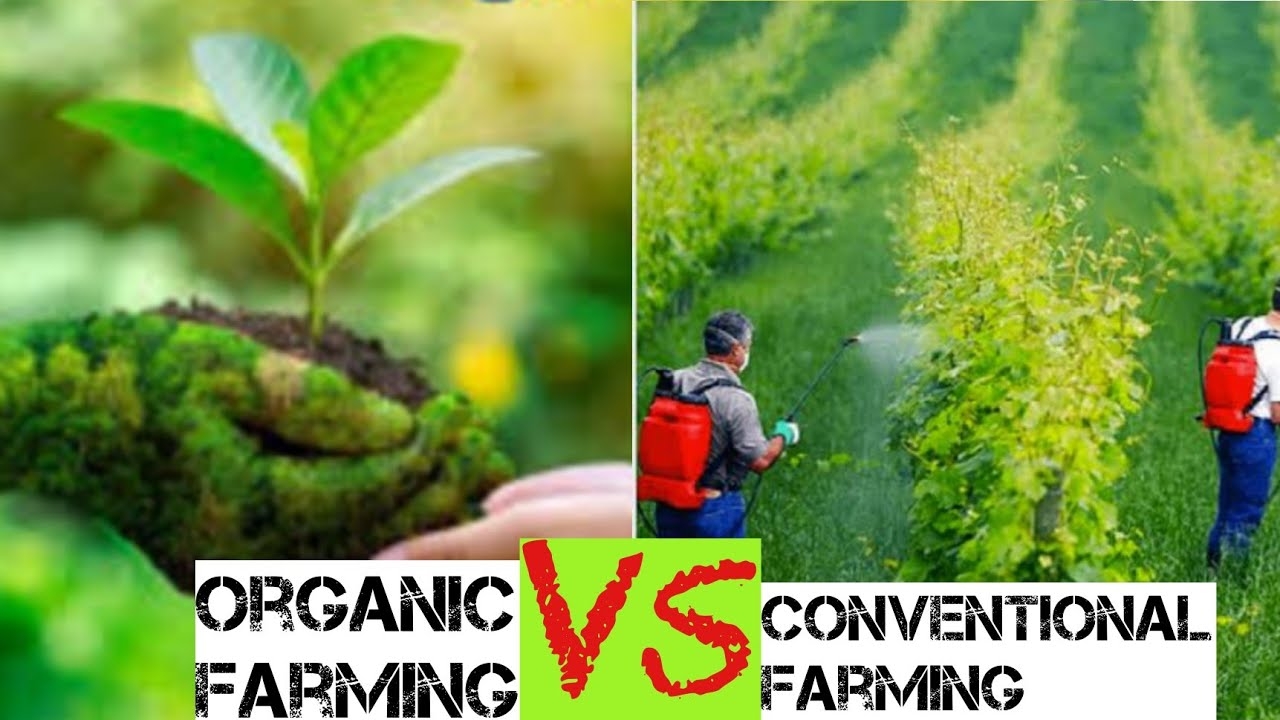 Hạt giống hữu cơ là gì? So sánh hạt giống hữu cơ và hạt giống thông thường