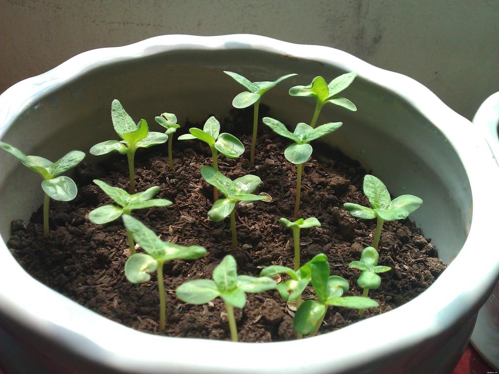 Hạt giống nảy mầm là gì?