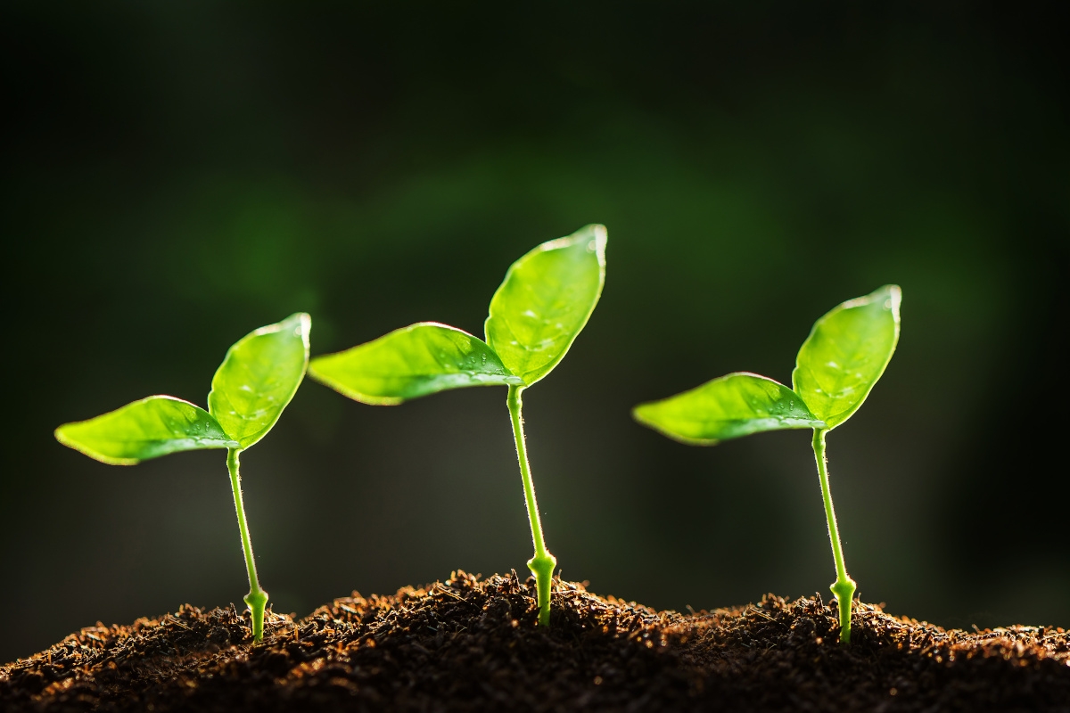 Hạt giống nảy mầm là gì?