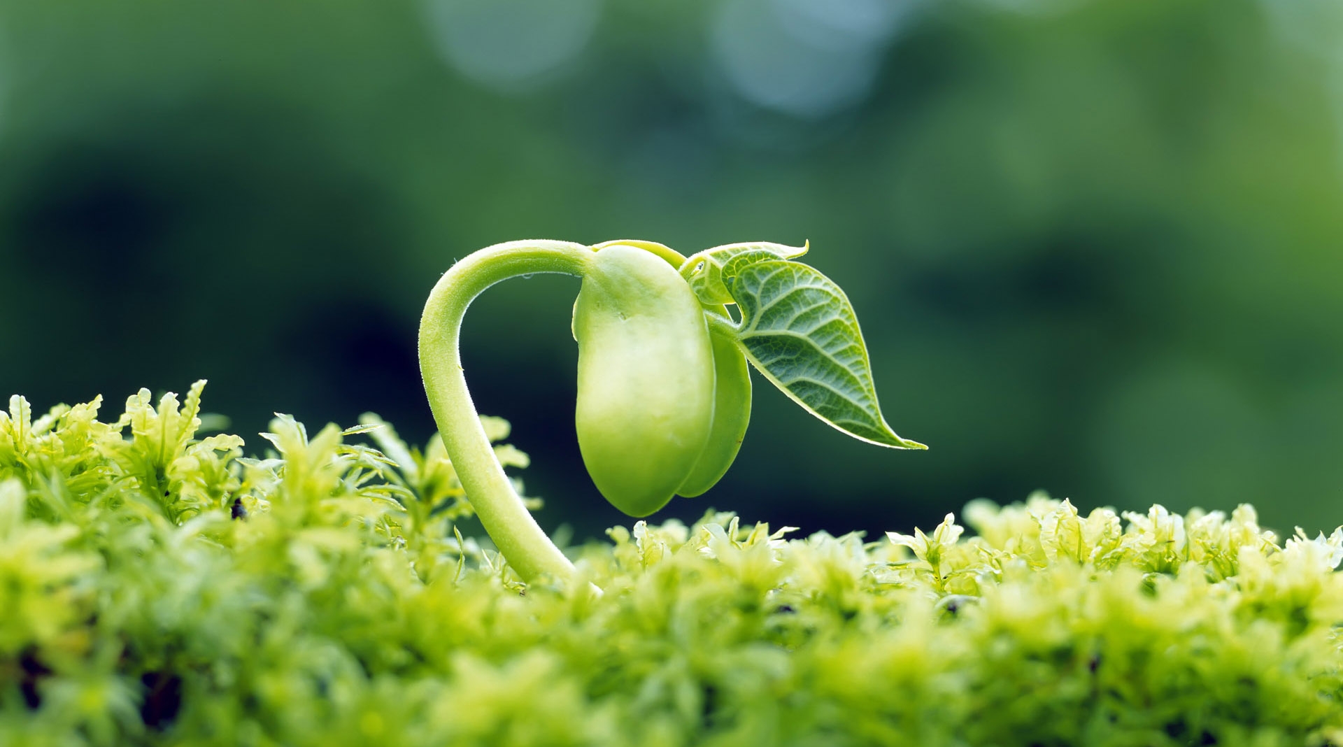 Hạt giống nảy mầm là gì?