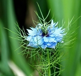 Giống hoa kim cương Love in a Mist nhập từ Italy