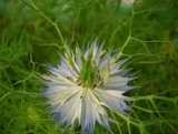 Giống hoa kim cương Love in a Mist nhập từ Italy