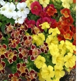 Hạt giống F1 mimulus cam đốm  giống Nga