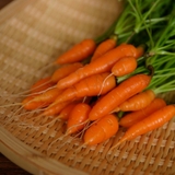 Cà rốt mini trồng trong nhà vừa để ăn vừa làm cảnh