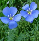 Hoa lanh màu xanh biếc Linum Perenne