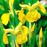 Hạt F1 Iris Marsh - Diên vỹ vàng giống Nga