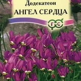 Ngôi sao băng Dodecatheon - Giống hoa tuyệt đẹp nhập khẩu từ Nga