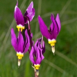 Ngôi sao băng Dodecatheon - Giống hoa tuyệt đẹp nhập khẩu từ Nga