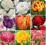 Set 5 củ giống hoa Tulip mix 5 màu