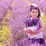 Giống hoa oải hương Lavender ГАВРИШ nhập khẩu từ LB Nga