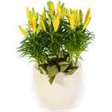 Củ giống hoa Lily nở vào dịp Tết