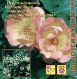 Hạt giống F1 hồng leo Nga - màu hồng phấn 53965