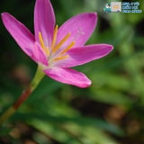 Hoa huệ mưa - Rain Lily đẹp nhẹ nhàng mix màu