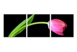 Tranh Hoa Tulip - D378A