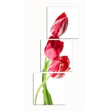 Tranh Treo Tường Hoa Tulip D311A