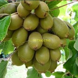 Giống cây Kiwi