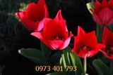 Củ Giống Hoa Tulip Ile de France Đỏ Nhung