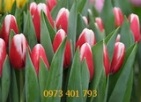 Củ Giống Hoa Tulip Kung-Fu Đỏ Viền Trắng