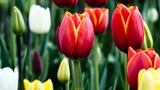 Củ giống Hoa Tulip Leen van der Mark Đỏ Viền