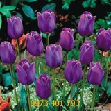 Củ Giống Hoa Tulip Purple Flag Tím