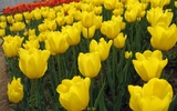 Củ Giống Hoa Tulip Strong Gold Vàng