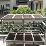 Kệ trồng rau sạch tại nhà (2 tầng, 8 chậu, 2,4m2)