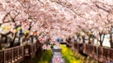 Khám phá ngôi làng cổ Bukchon Hanok khi du học