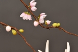 Chậu hoa mai bonsai - BH774-1
