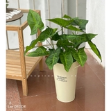 CHẬU CÂY LÁ MÔN HỒNG TRANG TRÍ NHÀ ĐẸP (60cm) - CC592