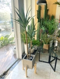 Cây Yucca trang trí Lan decor - cây giả trang trí 100cm - LC3275