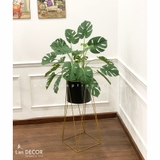 CHẬU CÂY MONSTERA TRANG TRÍ LAN DECOR (125cm) - CC472