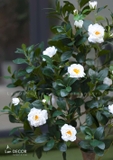 Chậu cây hoa trà trắng sang trọng, hiện đại Lan Decor (130cm) - CC322
