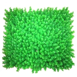Tấm cỏ bạch đàn lá tròn - HC325