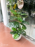 CHẬU CÂY LÁ RÙA TRANG TRÍ KHÔNG GIAN XANH (90CM)- LC2475 MIX