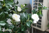 Chậu cây hoa trà trang trí nội thất Lan Decor (180cm) - CC526