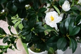 Chậu cây hoa trà trang trí nội thất Lan Decor (180cm) - CC526