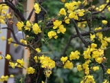 Cây mai vàng mùa xuân đẹp độc đáo Lan Decor (2,5m) - CC097