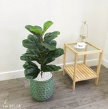 Cây bàng Singapore để bàn trang trí nhà đẹp (60cm) - LC428-2