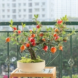 Chậu lựu bonsai để bàn trang trí Landecor -CC386-1