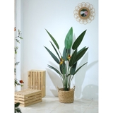 Cây chuối thiên điểu trang trí LanDecor (140cm) - LC3180 mix