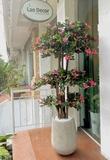 Cây hoa Đỗ Quyên cây cảnh trang trí 190 cm - LC2450-Ghép