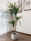 Cây phát tài trang trí nhà đẹp LanDecor (165cm) - LC2844