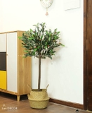 Cây Oliu phong cách Bắc Âu hiện đại Lan Decor (120cm) - LC2716