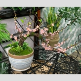 Bình hoa đào bonsai - BH784-2