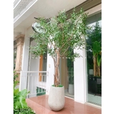 Cây Oliu trang trí nội thất LanDecor (250cm) - CC530