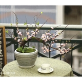 Chậu hoa mai bonsai - BH774-1