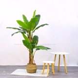 CÂY CHUỐI ĐƠN TRANG TRÍ LAN DECOR - HC1040