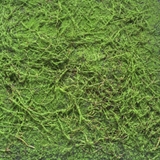 Tấm thảm rêu sợi trang trí tiểu cảnh, sân vườn - TC151